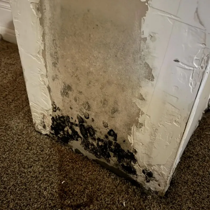 Professional Mold Removal in Kent County, RI